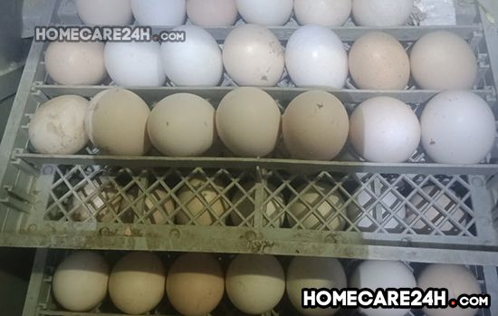 Máy ấp trứng bị mất điện để được bao lâu thì không ảnh hưởng trứng