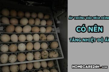 Dùng máy ấp trứng vào mùa đông có nên tăng nhiệt độ ấp không